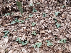 Trillium decumbens