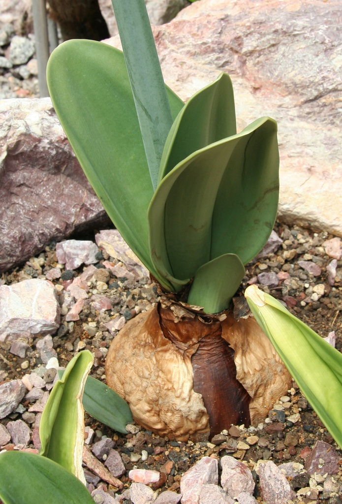 Rauhia multiflora