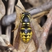 Common Aerial Yellowjacket - Photo (c) Scott King, some rights reserved (CC BY-NC)