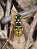 Common Aerial Yellowjacket - Photo (c) Scott King, some rights reserved (CC BY-NC)