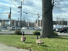 Branta canadensis
