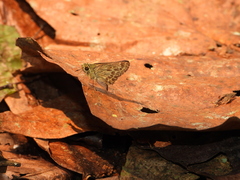 Sovia albipectus