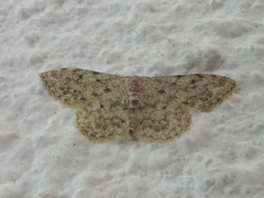 Idaea alyssumata