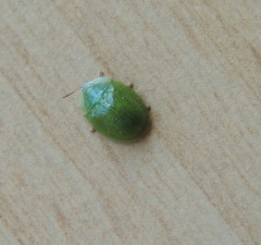 Cassida hemisphaerica