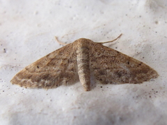 Idaea fractilineata