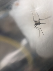 Aedes sierrensis