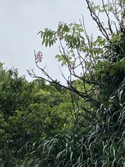 Bretschneidera sinensis