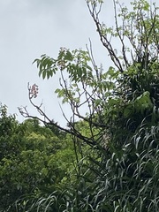 Bretschneidera sinensis