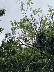 Bretschneidera sinensis