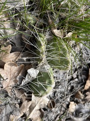 Opuntia × columbiana