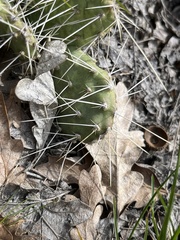 Opuntia × columbiana