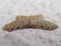 Idaea alyssumata