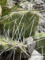Opuntia × columbiana