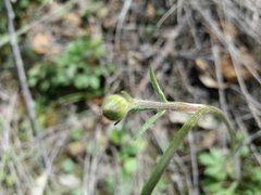 Ranunculus ollissiponensis