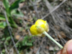 Ranunculus ollissiponensis