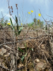 Ranunculus bupleuroides