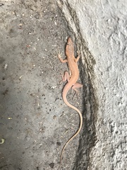 Ruben's Sand Lizard photo 2