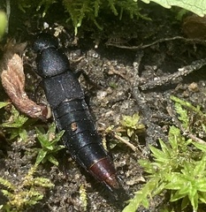 Platydracus mysticus