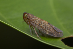 Faventilla pustulata