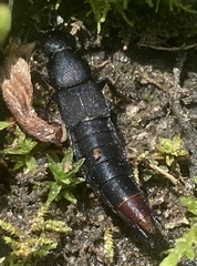 Platydracus mysticus