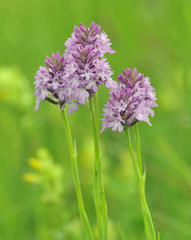 Anacamptis pyramidalis pyramidalis
