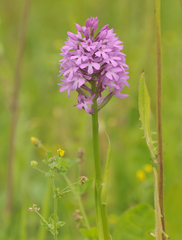 Anacamptis pyramidalis pyramidalis