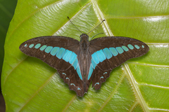 Graphium sarpedon luctatius