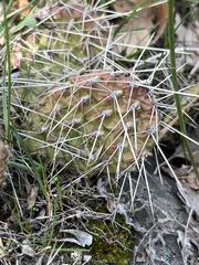 Opuntia × columbiana