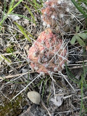 Opuntia × columbiana