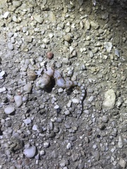 Pachydactylus kochii