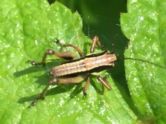 Eupholidoptera