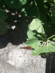 Nymphalini