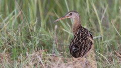 Rallus elegans × crepitans