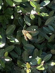 Vespula squamosa