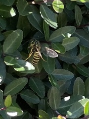 Vespula squamosa
