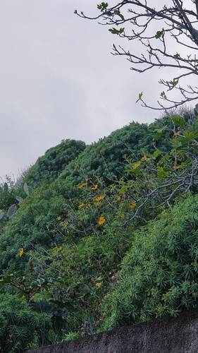 Tithonia diversifolia image