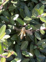 Vespula squamosa