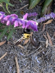 Xylocopa virginica