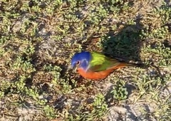 Passerina ciris ciris