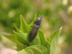 Agriotes fucosus