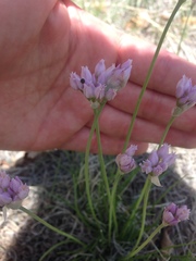 Allium geyeri