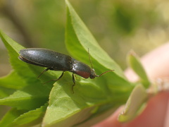 Agriotes fucosus