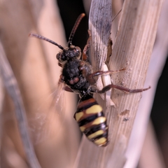 Nomada leucophthalma