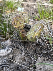 Opuntia × columbiana