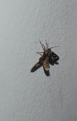 Eressa confinis