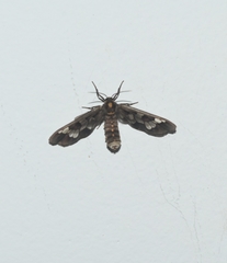 Eressa confinis