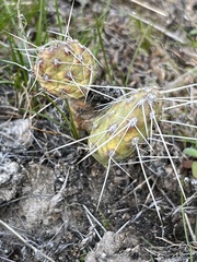 Opuntia × columbiana
