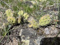 Opuntia × columbiana