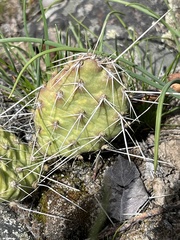 Opuntia × columbiana