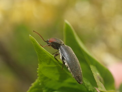 Agriotes fucosus